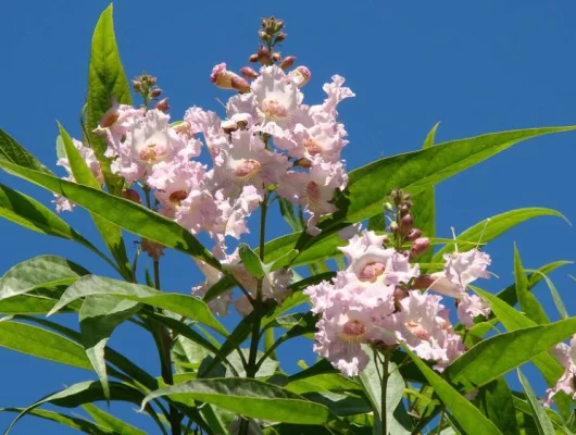 CHITALPA tashkentensis 'Summer Bells' ® - Chitalpa de Taschkent