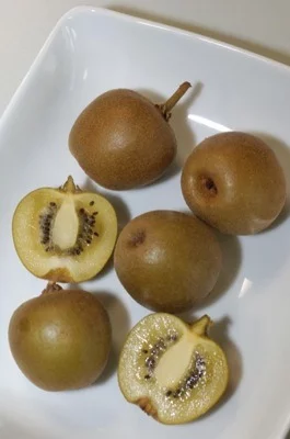 Kiwi femelle 'Minkigold'® (femelle)