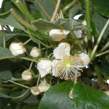 Kiwi 'Miki mâle'® (mâle)