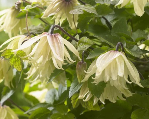 CLEMATITE 'Amber'®