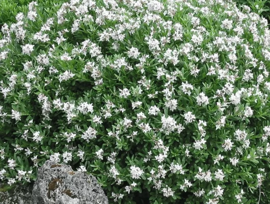 DAPHNE transatlantica 'Eternal Fragrance' - Daphnée parfumée