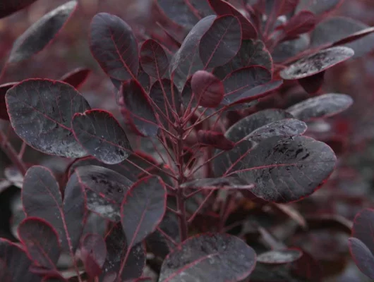 COTINUS coggygria 'Lilla' - Arbre à pérruques nain