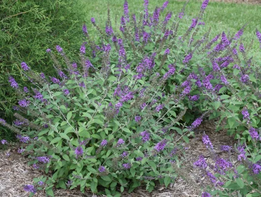 BUDDLEJA davidii 'Blue Chip Jr' ® - Arbre aux Papillons nain