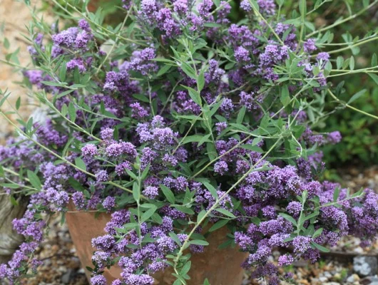 BUDDLEJA alternifolia 'Unique' ® - Arbre aux papillons à feuilles alternes