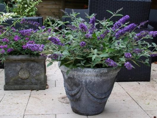 BUDDLEJA davidii 'Free Petite' Blue Heaven ® - Arbre aux papillons nain