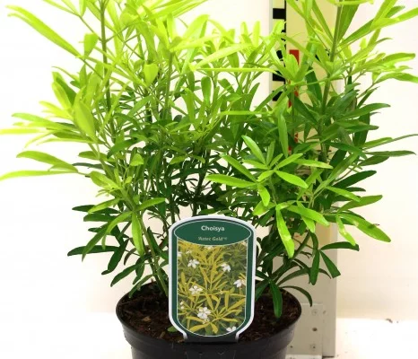 CHOISYA ternata 'Aztec Gold'® - Oranger du Mexique
