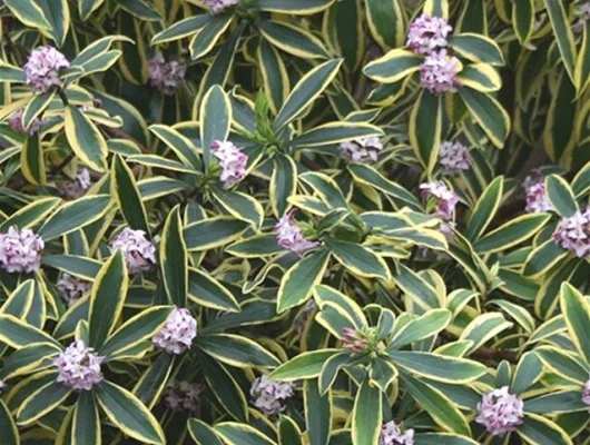 DAPHNE odora 'Marianni' ®(Rogbret) - Daphnée parfumée, Bois joli