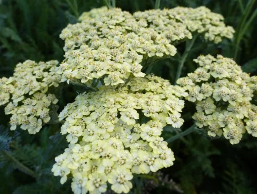 ACHILLEA millefolium 'Crème de la Crème' - Achillée vivace