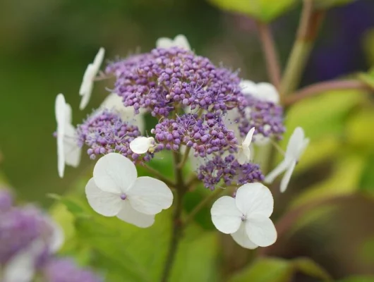 HYDRANGEA aspera 'Goldrush'® - Hortensia à feuillage doré