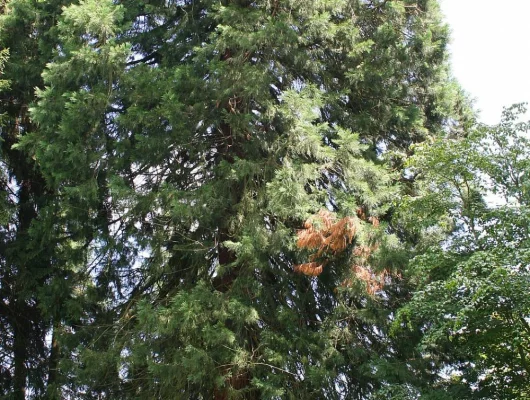 SEQUOIADENDRON giganteum 'Glaucum' - Séquoia géant