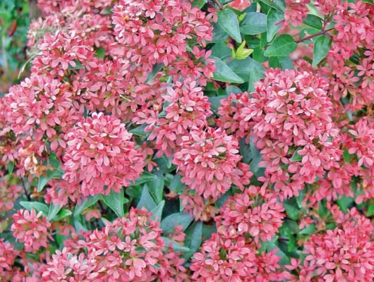 ABELIA grandiflora 'Raspberry Profusion'® - Abélia nain rose