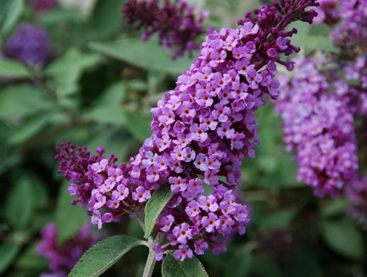 BUDDLEJA davidii 'Flutterby Lavender' ® - Arbre aux papillons