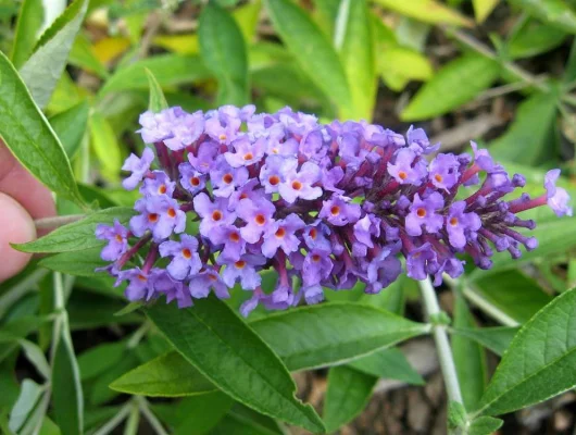 BUDDLEJA davidii 'Flutterby Peace' ® - Arbre aux papillons nain