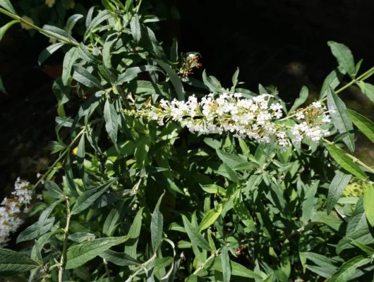 BUDDLEJA davidii 'Flutterby White' ® - Arbre aux papillons nain