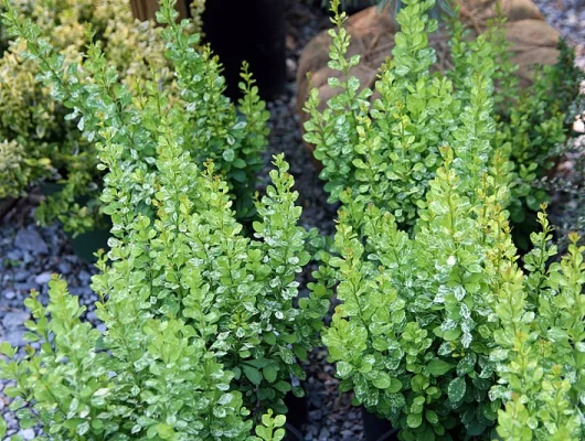 BERBERIS thunbergii 'Pow Wow' - Epine vinette de Thunberg