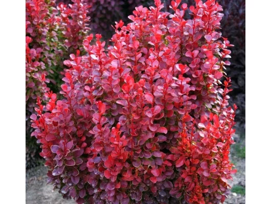 BERBERIS thunbergii 'Red Tower'® - Epine vinette