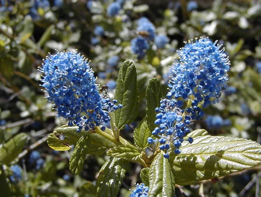 CEANOTHUS 'Julia Phelpe' - Céanothe, Lilas de Californie