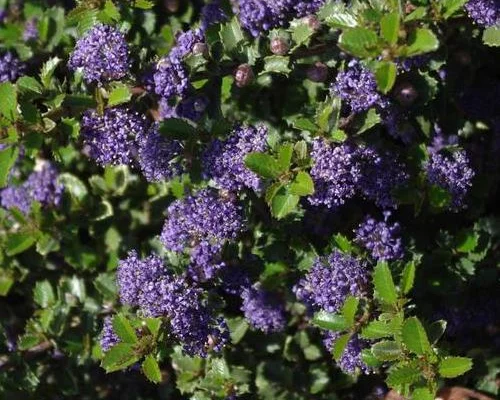CEANOTHUS 'Emily Brown' - Céanothe
