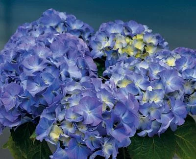 HYDRANGEA macrophylla 'Lavbla' - Hortensia Bleu