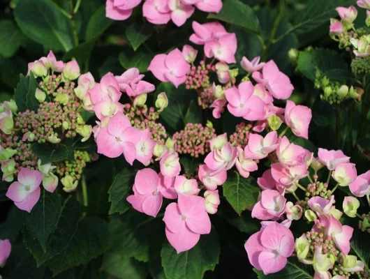 Hydrangea macrophyla 'Messelina' - Hortensia