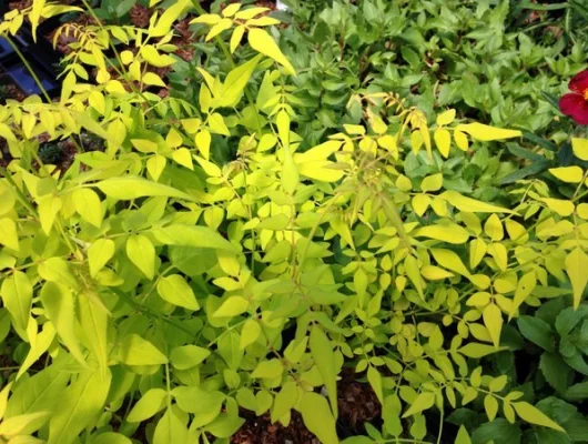 JASMINUM officinale 'Fiona Sunrise' ® - Jasmin doré