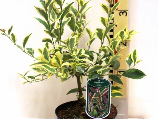 LIGUSTRUM lucidum excelsum Tricolor - Troème du Japon
