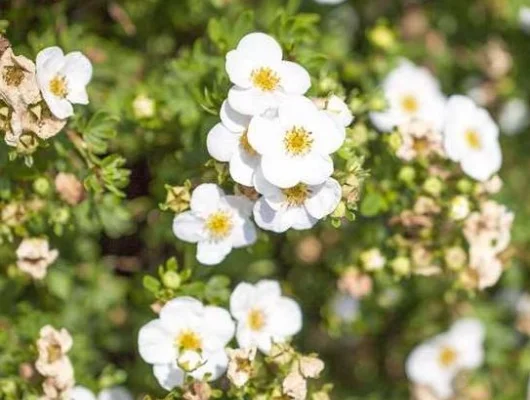 POTENTILLA fruticosa 'Bella Bianca' - Potentille arbustive naine