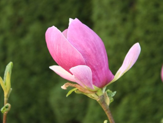 MAGNOLIA soulangeana 'Satisfaction' - Magnolia de Soulange