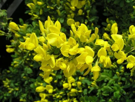 CYTISUS decubens - Genêt rampant