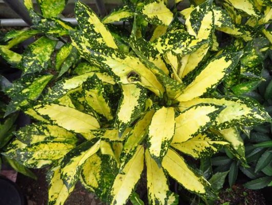 AUCUBA japonica 'Pictura' - Aucuba à feuilles dorées