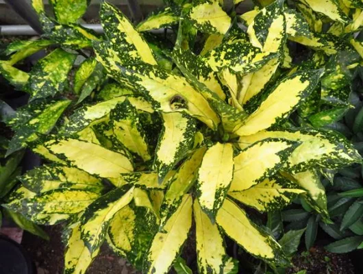 AUCUBA japonica 'Pictura'