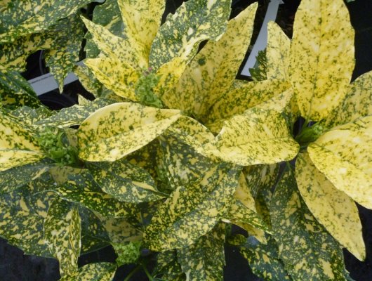 AUCUBA japonica 'Golden King' - Aucuba à feuilles dorées