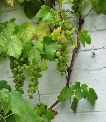 VIGNE 'Vroege van der Laan' - Raisin de table