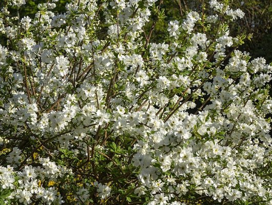 EXOCHORDA serratifolia 'Snow White' - Buisson de perles