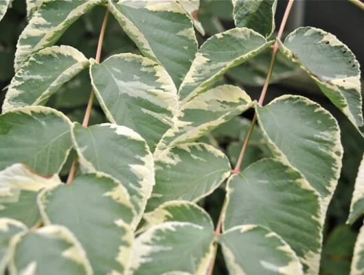 ARALIA elata 'Golden Umbrella' - Angélique en arbre doré