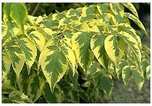 ARALIA 'Aureovariegata' - Angélique en arbre panaché