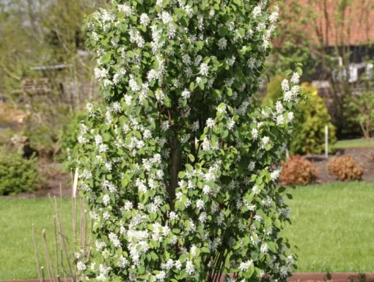 AMELANCHIER alnifolia 'Obelisk'® - Amélanhier à feuille d'aulne