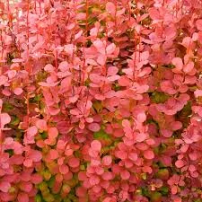 BERBERIS thunbergii 'Orange Rocket'® - Epine vinette de Thunberg