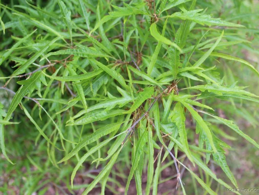 FAGUS sylvatica 'Mercedes' - Hêtre nain à feuilles découpées