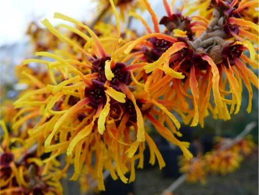 HAMAMELIS intermedia 'Orange Beauty' - Noisetier de Sorcière