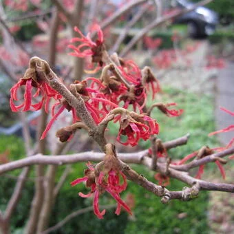 HAMAMELIS intermedia 'Red Grace' - Noisetier de sorcière