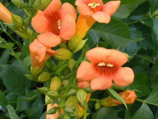 CAMPSIS radicans 'Indian Summer' - Bignone de Virginie