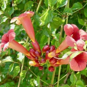 CAMPSIS tagliabuana 'Flamenco' - Bignone de Virginie