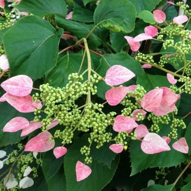 SCHIZOPHRAGMA hydrangeoides 'Rose Sensation'® - Hortensia grimpant 'Rose Sensation'®