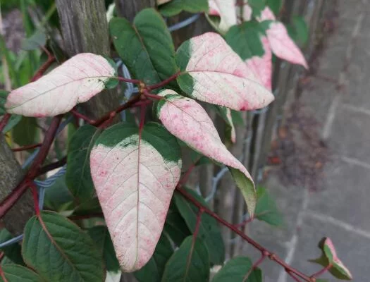 ACTINIDIA tetramera maloides