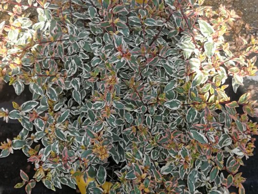 ABELIA Grandiflora 'Tricolor Charm'® - Abélia nain