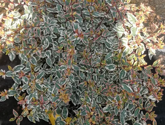 ABELIA Grandiflora 'Tricolor Charm'®