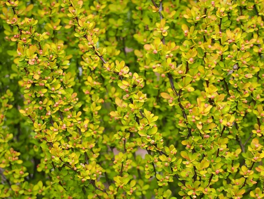 BERBERIS thunbergii 'Maria'® - Epine vinette de Thunberg