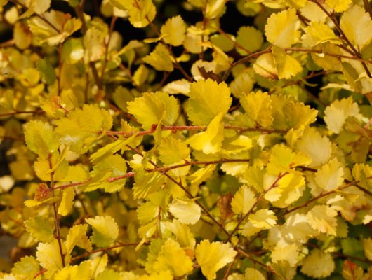 BETULA nana 'Golden Treasure'® - Bouleau nain à feuilles dorées