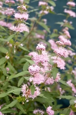 CARYOPTERIS clandonensis 'Stephi'® - Spiréé Bleue